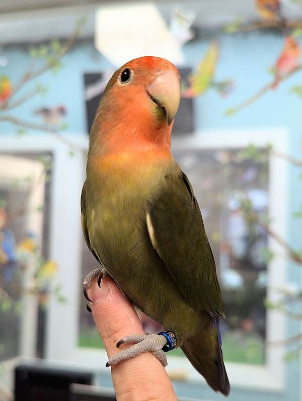 peach-faced-lovebird-for-sale