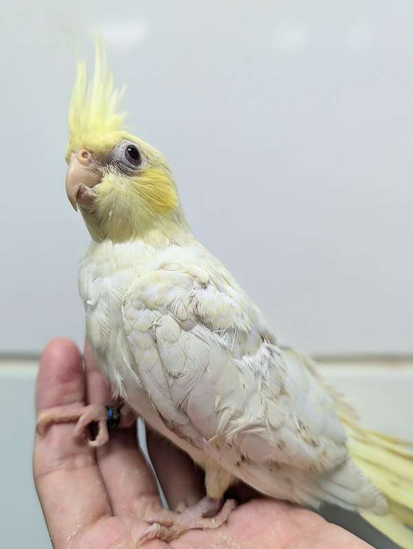 cockatiel-for-sale