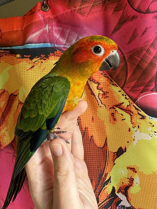 sun-conure-for-sale-in-trafford-pa