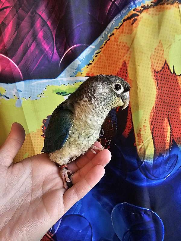 green-cheek-conure-for-sale-in-trafford-pa