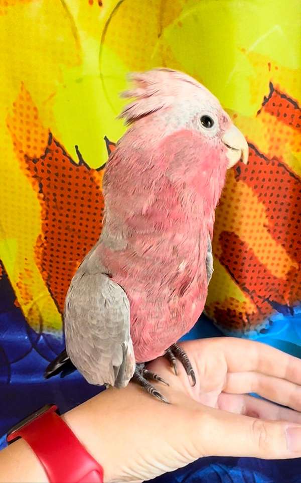 rose-breasted-cockatoo-for-sale-in-trafford-pa