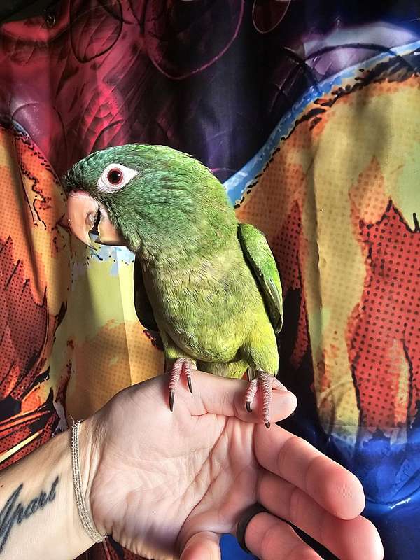 blue-crown-conure-for-sale-in-trafford-pa