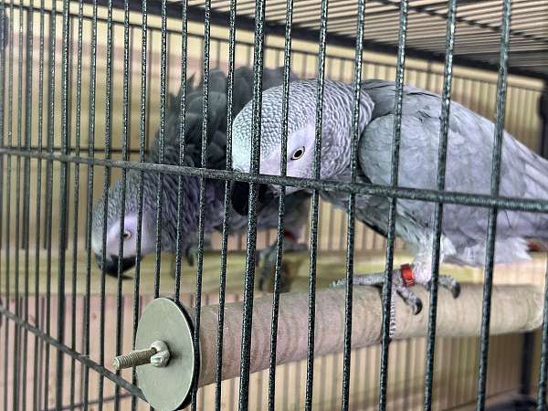 african-grey-parrot-for-sale