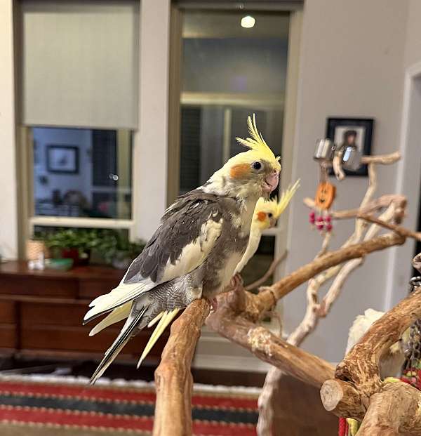 pied-bird-for-sale-in-carrollton-tx