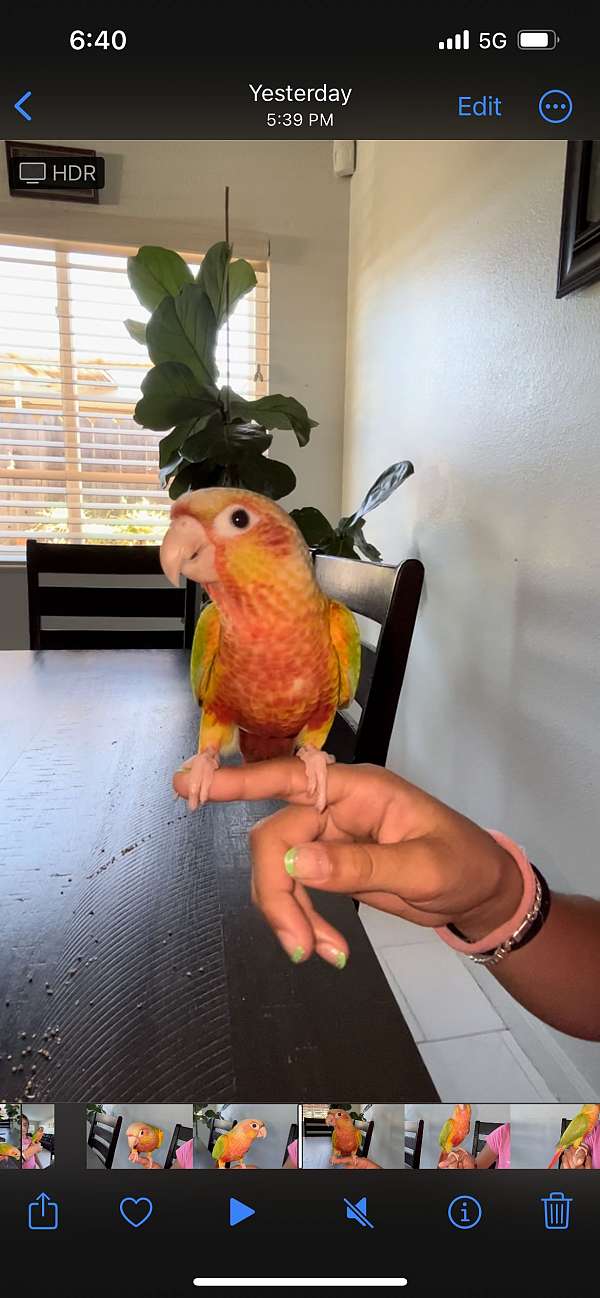 green-cheek-conure-for-sale