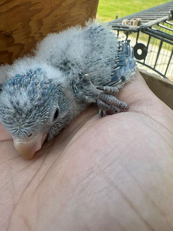 quaker-parrots-for-sale