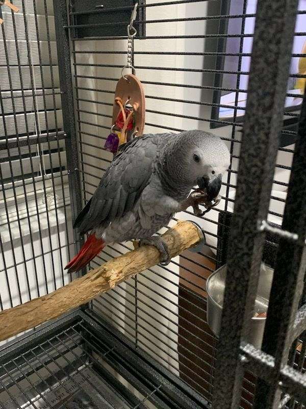 congo-african-grey-parrot-for-sale