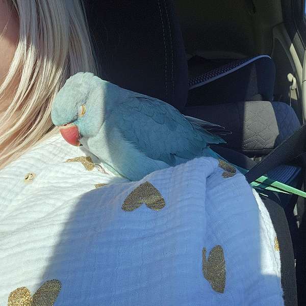 parrot-for-sale-in-wenatchee-wa