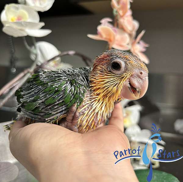 white-bellied-caique-for-sale