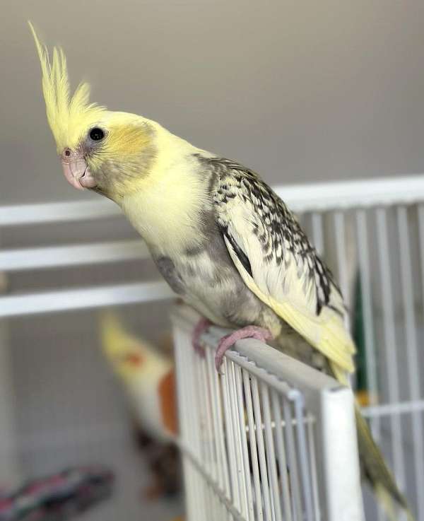 cockatiel-for-sale