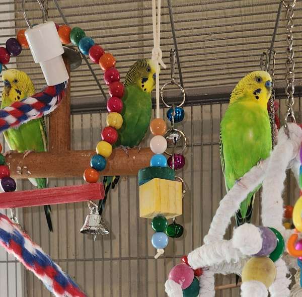 parakeet-for-sale-in-chestertown-md