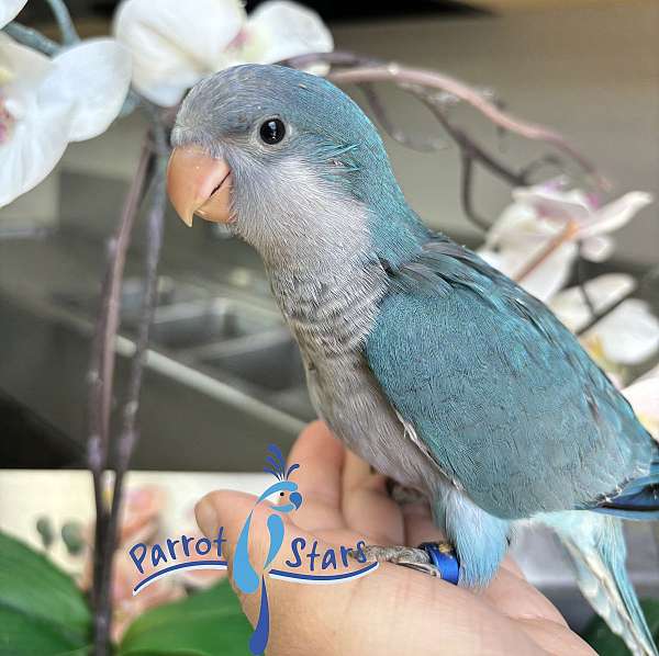 quaker-parrots-for-sale