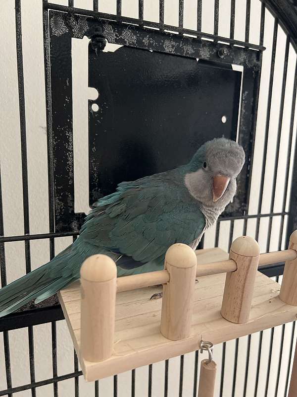 quaker-parrots-for-sale-in-stephens-city-va