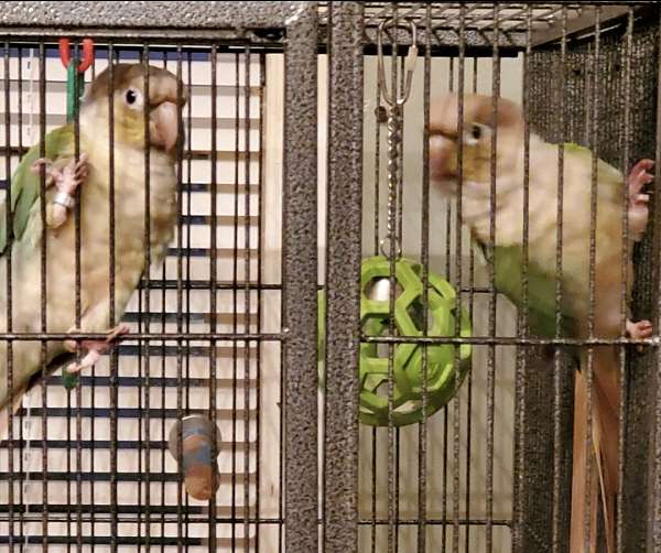 green-cheek-conure-for-sale