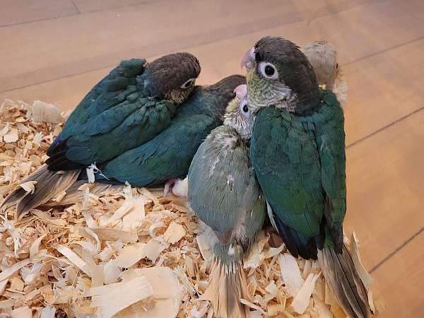 green-cheek-conure-for-sale-in-gray-court-sc