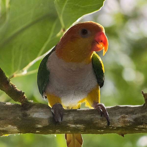 female-bird-for-sale-in-hamburg-nj