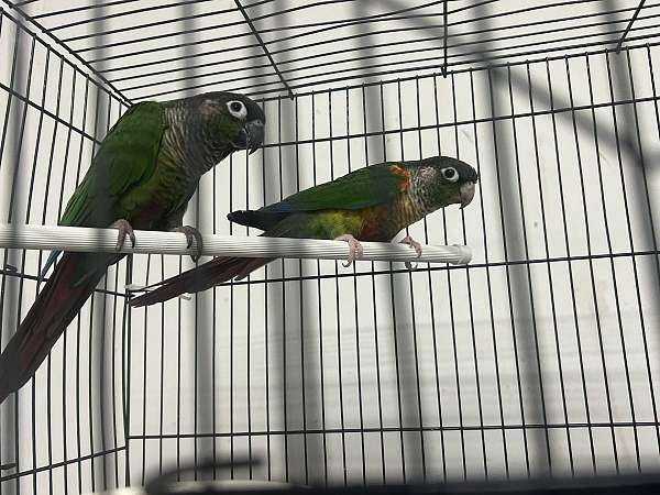 conure-for-sale