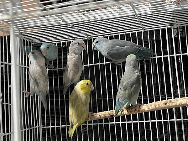 parrotlet-for-sale