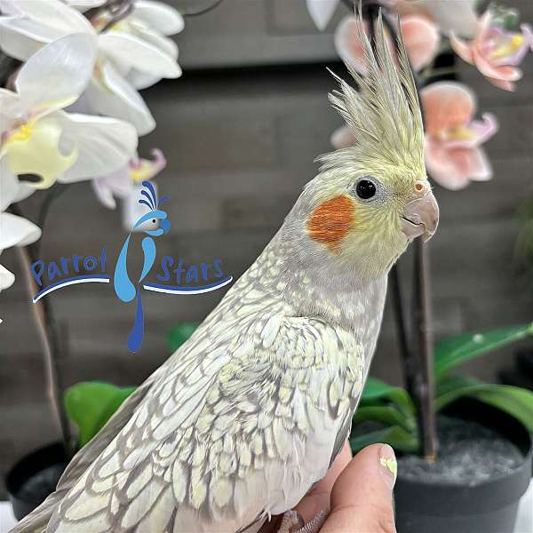 cockatiel-for-sale