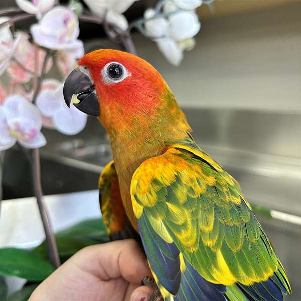 sun-conure-for-sale