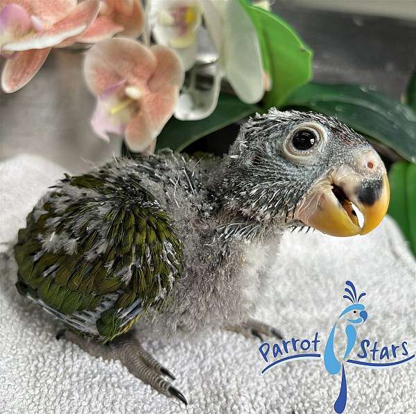 pionus-parrots-for-sale