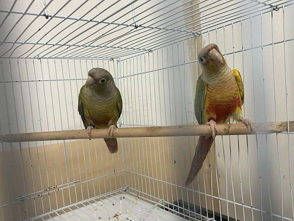 conure-for-sale