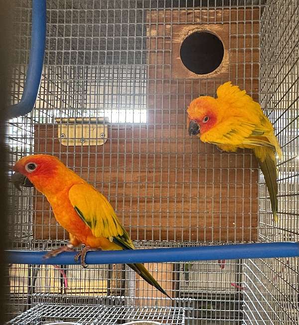 sun-conure-for-sale