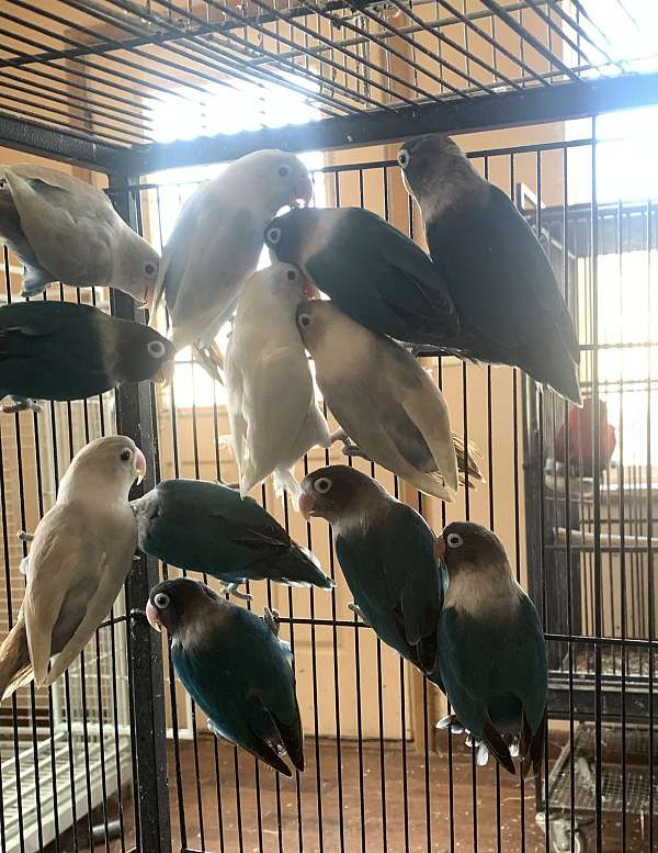 lovebird-for-sale-in-lacrosse-wa