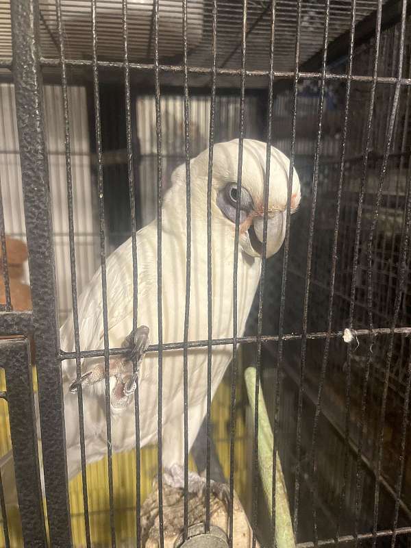 goffin-cockatoo-for-sale-in-mchenry-ms