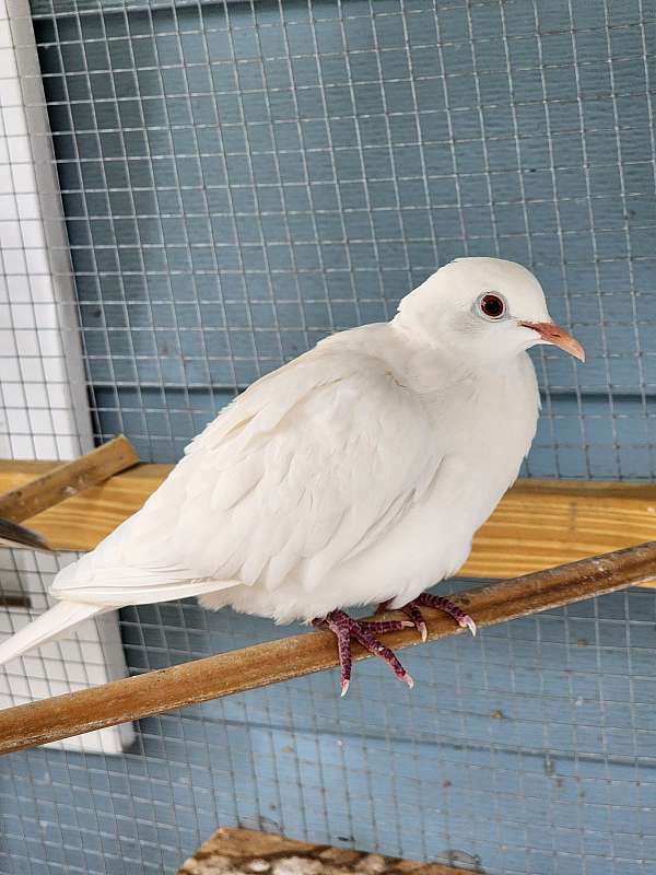 small-dove-ringneck-dove-for-sale