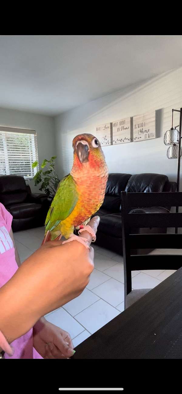 green-cheek-conure-for-sale