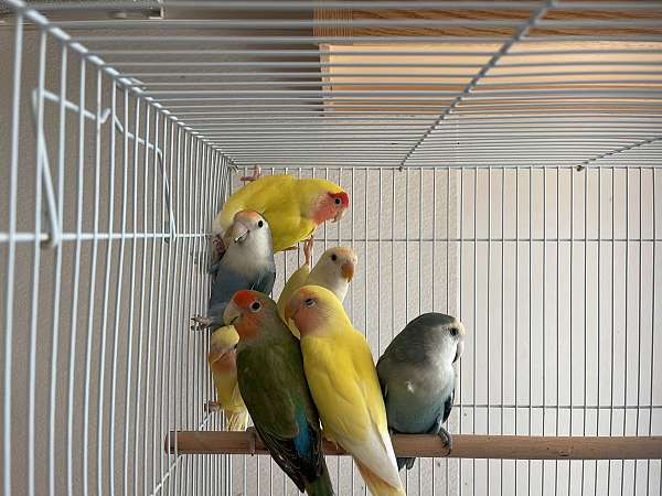 peach-faced-lovebird-for-sale-in-saint-paul-mn