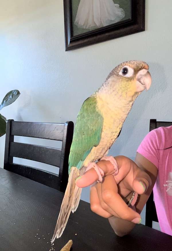 green-cheek-conure-for-sale