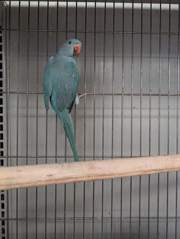 ringneck-parakeet-for-sale