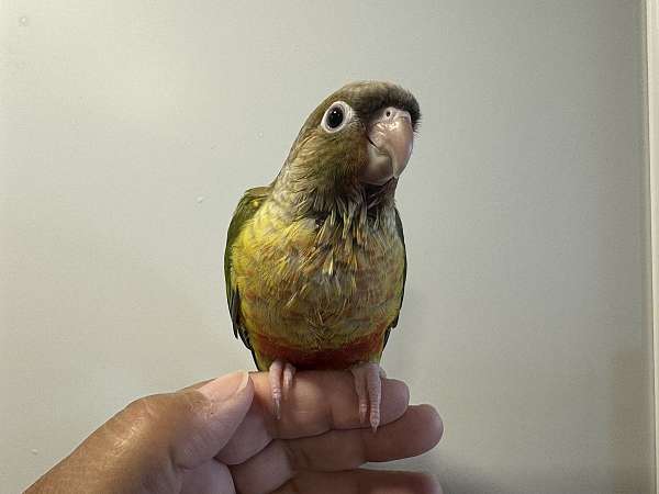 green-cheek-conure-for-sale-in-pennsylvania