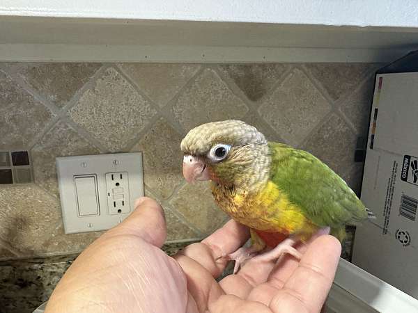 baby-green-cheek-conure-for-sale