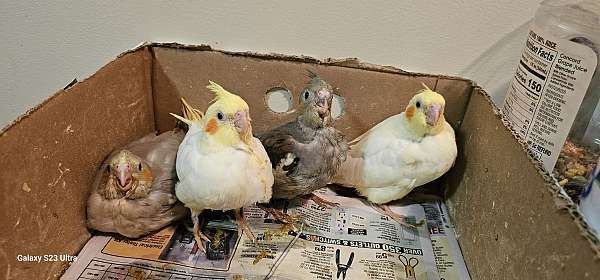 cockatiel-for-sale