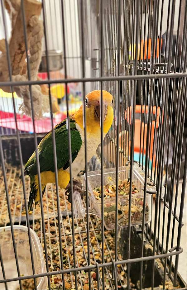 white-bellied-caique-for-sale