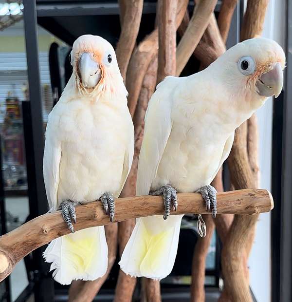 handfed-pet-bird-for-sale-in-longwood-fl