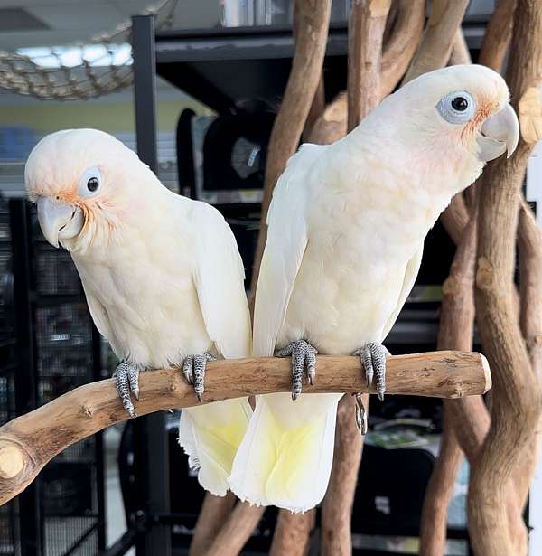 goffin-cockatoo-for-sale