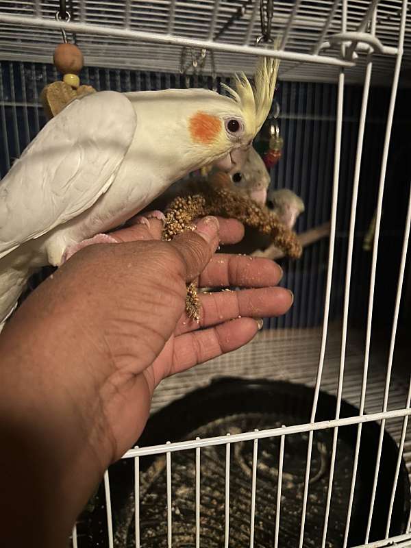 cockatiel-for-sale