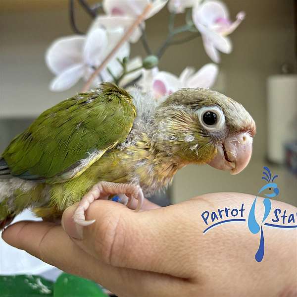 green-cheek-conure-for-sale