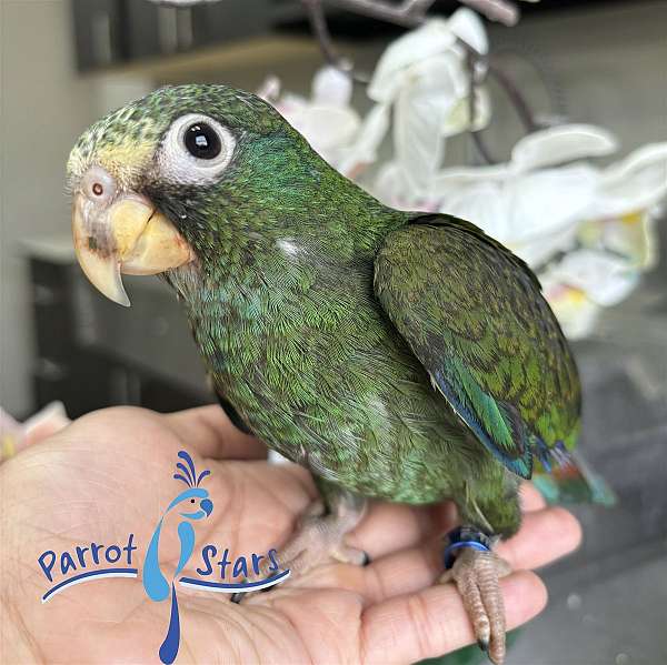 white-capped-pionus-parrots-for-sale