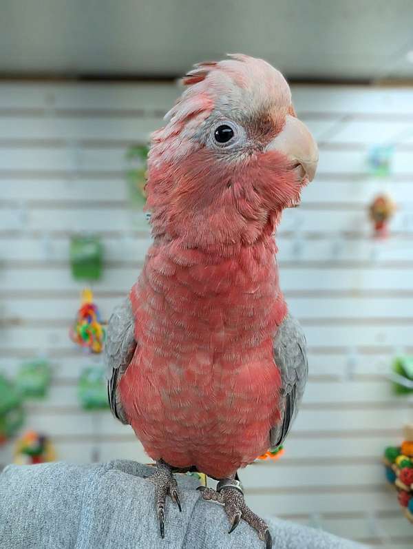 rose-breasted-cockatoo-for-sale