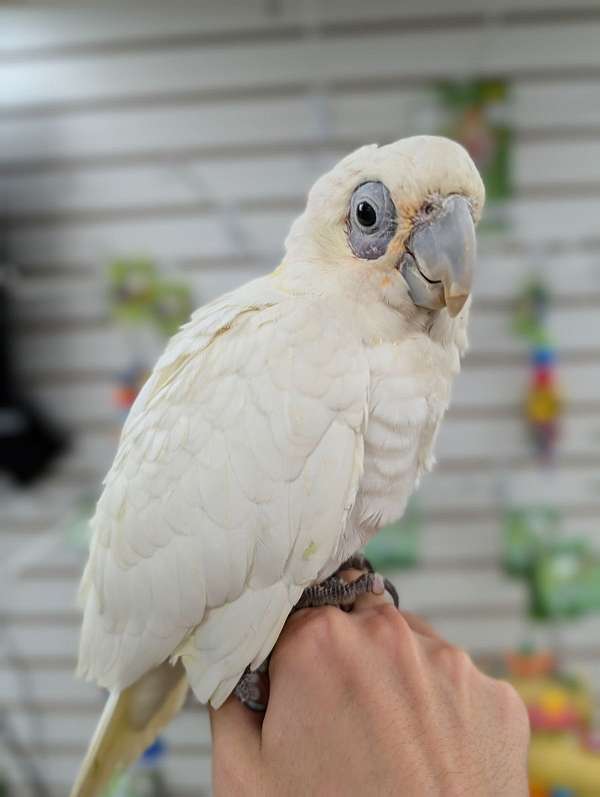 goffin-cockatoo-for-sale