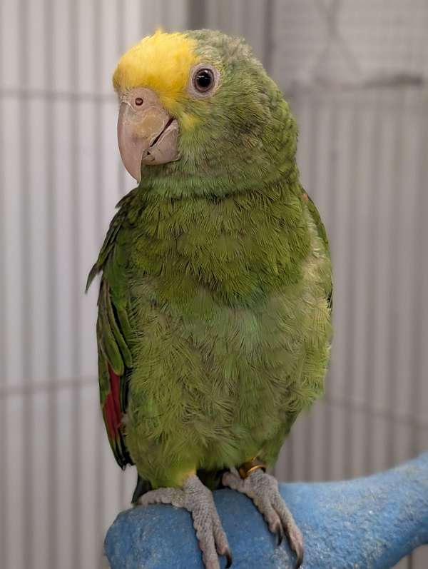 double-yellow-head-amazon-parrot-for-sale