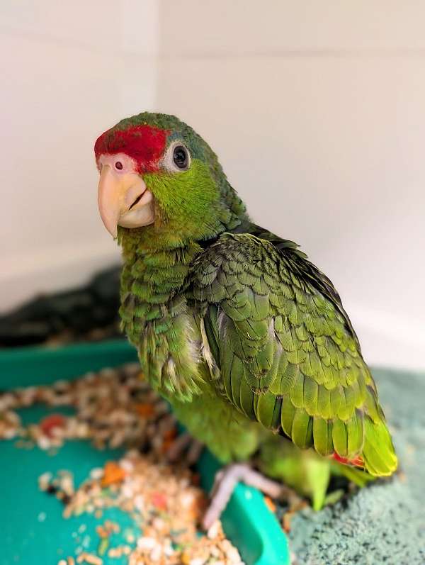 red-head-amazon-parrot-for-sale