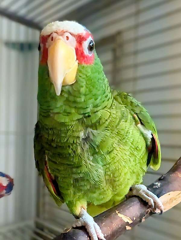 white-front-amazon-parrot-for-sale