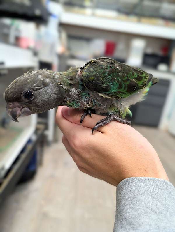 meyers-poicephalus-parrots-for-sale