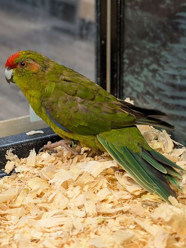 grass-parakeet-for-sale